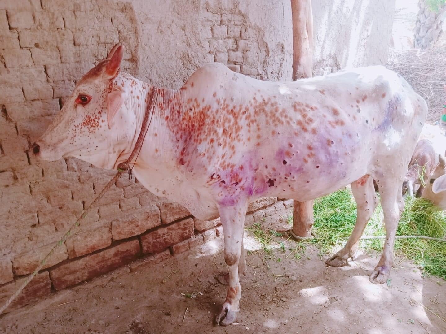 lumpy-skin-disease-kills-over-1-400-cattle-in-gujarat-govt-intensifies